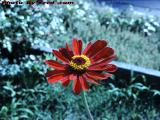Zinnia in Bright Sunlight, Dorchester, Massachusetts