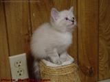 Pick Me! Pick Me! The Tiny White Kitten Who Became Sylvia