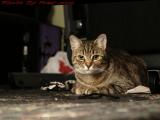 A Mouse's Eye View of The Mighty Huntress Penny, Lynn