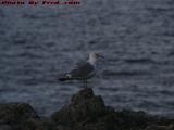 Don't Mind the Drip From My Beak, Gull, Marblehead, Mass.