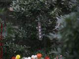 Birds Feeding in Bob's Garden, Dorchester, Massachusetts