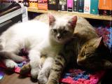 Penny & Sylvia Settling in For a Nap, Lynn, Massachusetts