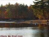 Late Afternoon Sun on Foliage & Low Water, Bear Hill Pond