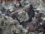 Lichen Study - Dissolving Rocks, Dell Court, Lynn, Mass.