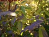 Shades of Autumn, Forsythia Leaves, Dell Court, Lynn
