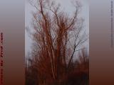Bare Trees Bathed In Sunset Light, Groveland, New York