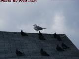 Who's In Charge?  Leeward Roof With Birds, Saugus, Mass.