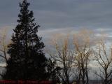 Silhouette and First Sunlight Trees, Groveland, New York