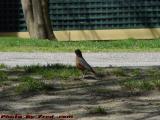 Robin On Alert, UMass Campus, Worcester, Massachusetts
