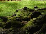 Rootscape With Moss, Grass and Rocks, Boston Public Garden