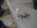 Gull Hen, at Lime Rickey's, Marblehead, Massachusetts