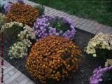 Fall Flowers, Strong Memorial Hospital, Rochester, New York