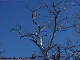 Winter Branches Against Clear Sky, Dell Court, Lynn