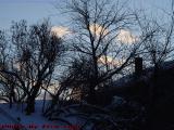 Winterscape With Silhouetted Trees, Dell Court, Lynn