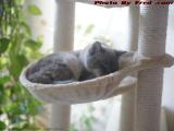 A Teaspoon of Grown Up Kitten, Silly Snoozing, Dell Ct.