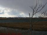 Salt Marsh and Tree in Winter Clothes, Saugus, Mass.