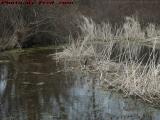 Nesting Canadian Goose, Groveland, New York