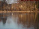 Swan Chasing Ducks, Crystal Pond, Peabody, Massachusetts