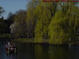 Swan Boats and Spring Trees, Boston Public Garden