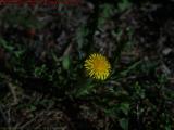 Dandelion In Late Day Sun, Dell Court, Lynn, Massachusetts
