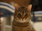 Denizen of Four Years, Penny at Dell Court, Lynn, Mass.