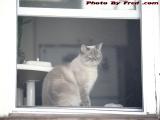 Darn It! I Want To Be Outside, Too!  Silly In The Window