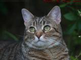Penny Watching Birds, Dell Court, Lynn, Massachusetts