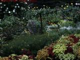 A Busy Late Summer Garden, Draper Street, Dorchester