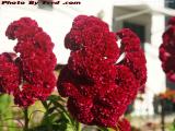 Celosia cristata, Mt. Vernon Street, Malden, Massachusetts