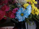 Blue Daisy Featured in Kitchen Flowers, Lynn, Mass.