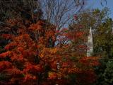 In Memory of Dad's Birthday, Fall Foliage, Concord, Mass.