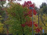 Bright Foliage Colors Under Cloudy Skies, Connecticut