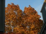 Urban Foliage in Late Sun, Hudson Street, Somerville