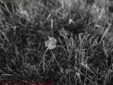 Autumn Dandelion in Gray, Dell Court, Lynn, Massachusetts