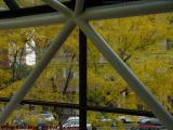 Brilliant Foliage, Pedestrian Walkbridge, Copley