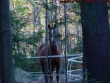 Watchful Neighbor Through Woods, Harvard, Massachusetts