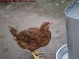 Chicken At The Watering Pail, Groveland, New York
