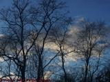 Silhouetted Winter Trees on Late Day Clouds, Lynn, Mass.