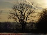 Hearty Oak on Hazy Winter Sky, Groveland, New York