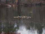 Turtles Climbing on Sunken Branches, Elginwood Pond