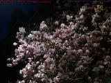 Blossoms Under Streetlight, Gloucester and Commonwealth