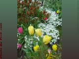 Boston in Bloom, Commonwealth Avenue Flower Garden