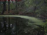 Secluded Cove, Covered With Pollen, Crystal Lake, Peabody
