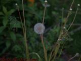 Mature Dandelion Seed Head, A "Blowball" Lynn, Mass.