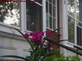 Eye-Catching Flower, Pondview Ave., Jamaica Plain, Mass.