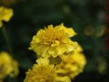 Marigold Study, Bob's Garden, Dorchester, Massachusetts