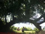 Afternoon at the River's Edge, Watched by Tree Urchins
