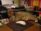 Queen of the Occupied Zone, Penny Catnapping On My Desk