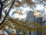 Science Park Station Hiding Behind Fall Foliage, Esplanade