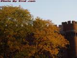 Changing Leaves at Du Pont Gymnasium, MIT, Cambridge
